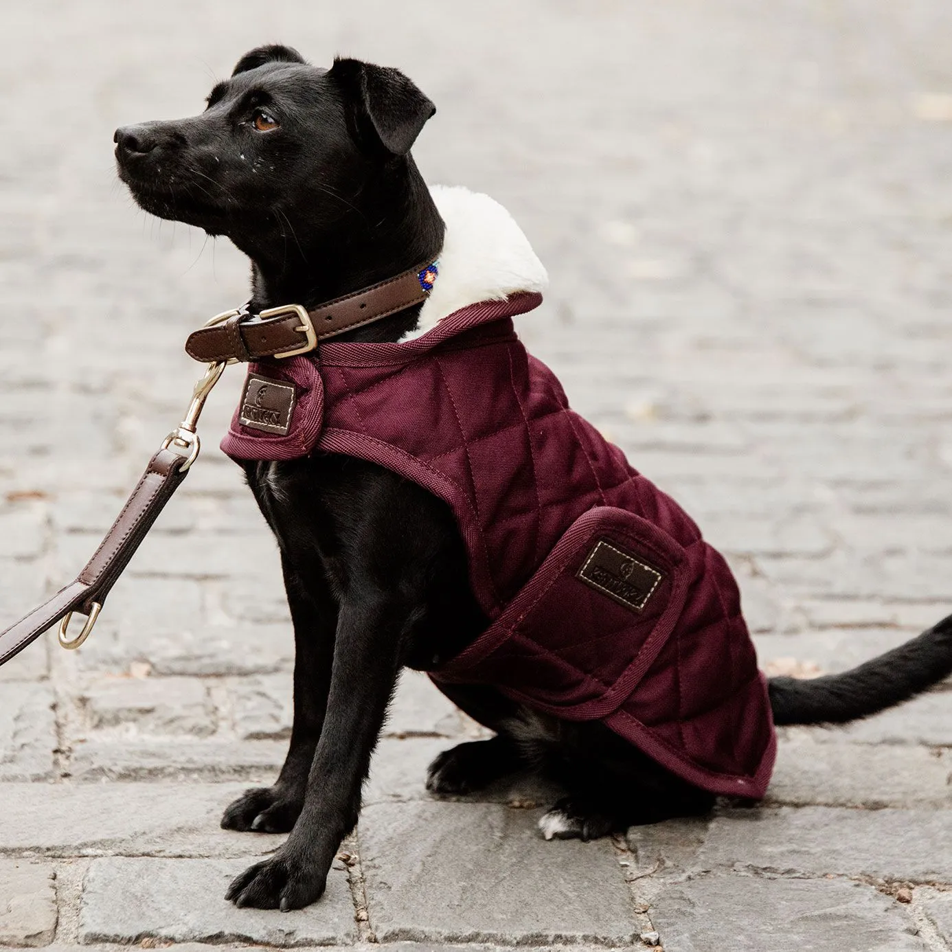 Kentucky Dogwear Dog Coat - Bordeaux